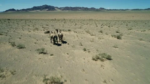 Camels in mongolian stone desert. 스톡 동영상 161114079