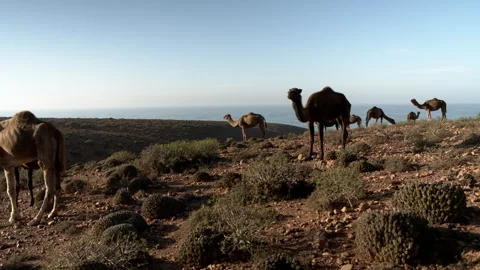 Camels in Morocco Stock Footage 240907614