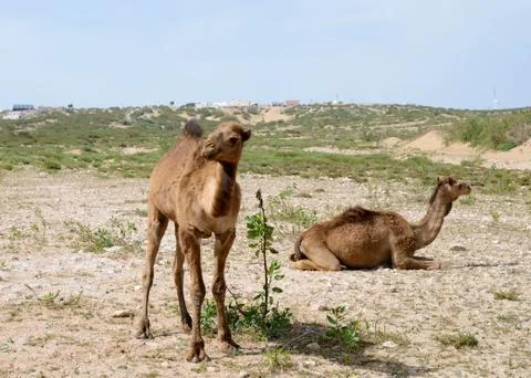 Camels in morocco Stock Photos
