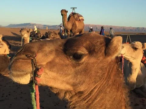 Camels in Morocco Stock Photos