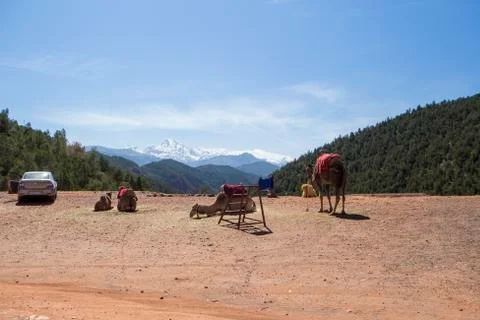 Camels In Morocco Stock Photos
