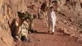 Camels. Mount Sinai. Egypt HD Footage