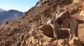 Camels. Mount Sinai. Egypt HD Footage