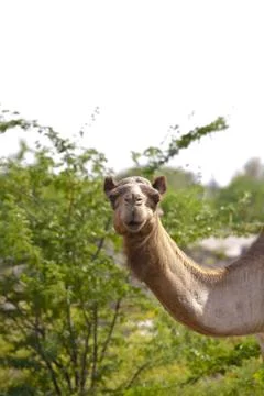 Camels in Oman I Stock Photos