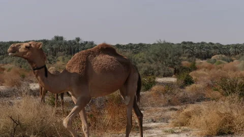 Camels in Palestine Stock Footage 230106620