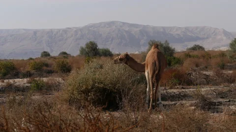 Camels in Palestine Stock Footage 230106627