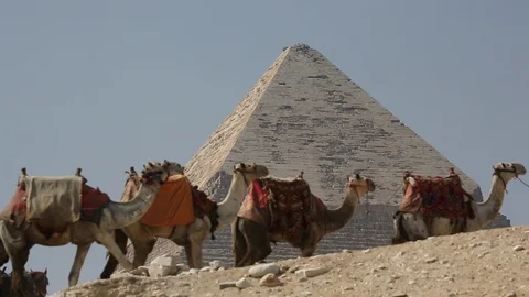 Camels Pass By Egyptian Pyramid Stock-Footage 102148331