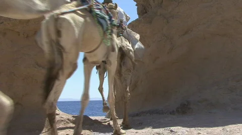 Camels passing through the narrow stone passage Stock Footage 125775