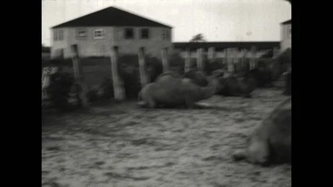Camels in a Pen 1933 Stock Footage 197380197