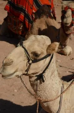 Camels, petra 스톡 사진