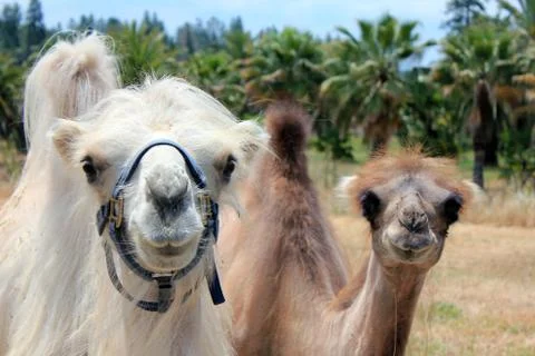 Camels Stock Photos