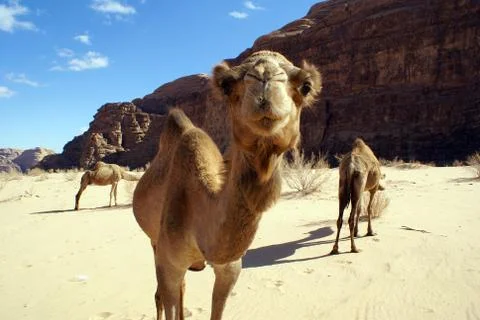 Camels Stock Photos