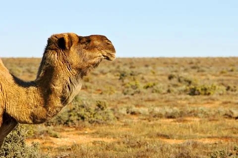 Camels Stock Photos
