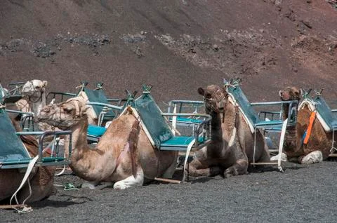 Camels Stock Photos