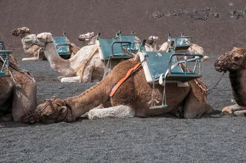 Camels 스톡 사진
