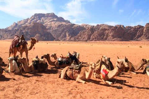 Camels Stock Photos
