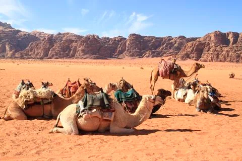 Camels Stock Photos