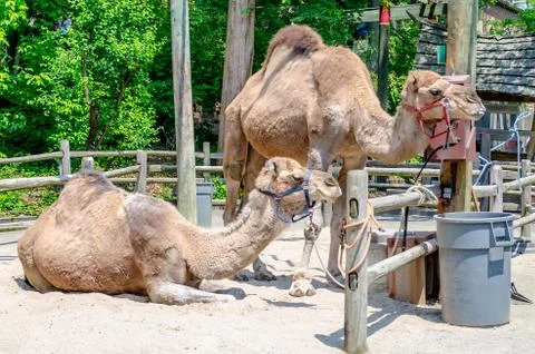 Camels Foto stock