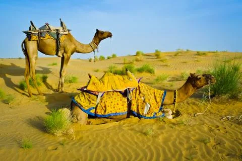 Camels Foto stock