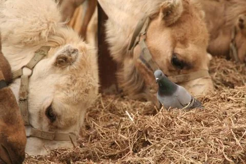 Camels Stock Photos