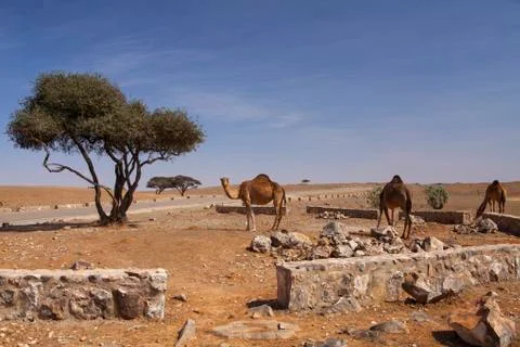 Camels Stock Photos
