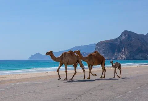 Camels 스톡 사진