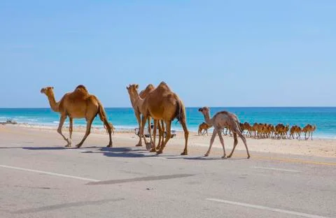 Camels 스톡 사진