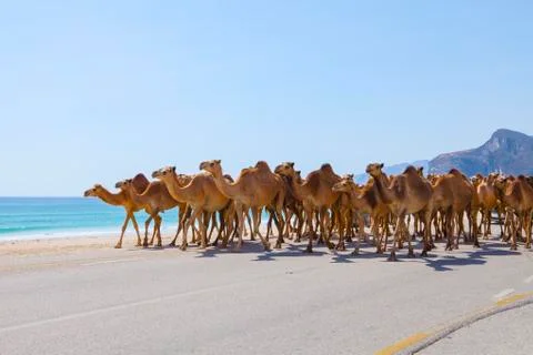 Camels Stock Photos
