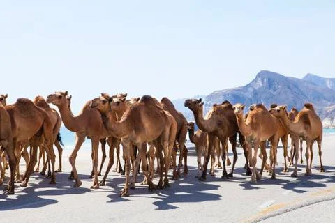 Camels Stock Photos