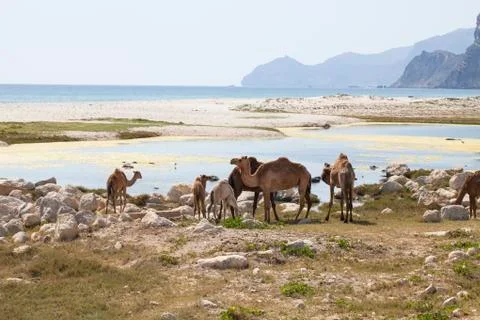Camels Stock Photos