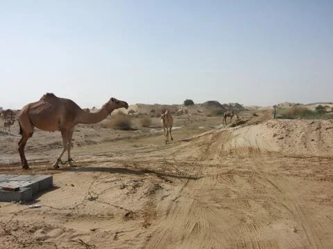 Camels Foto stock