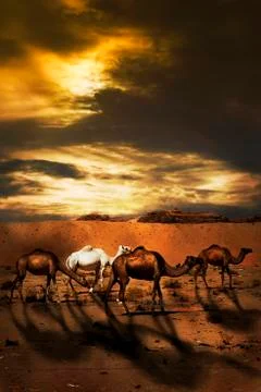 Camels Foto stock