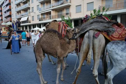 Camels Stock Photos