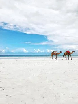 Camels Foto stock