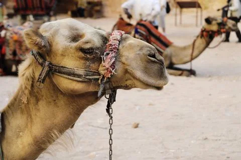 Camels Fotos Stock