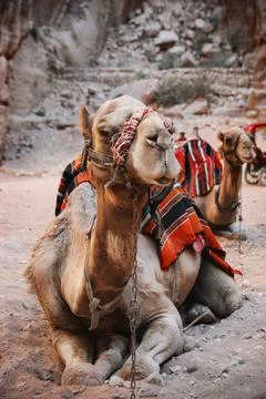 Camels Stock Photos