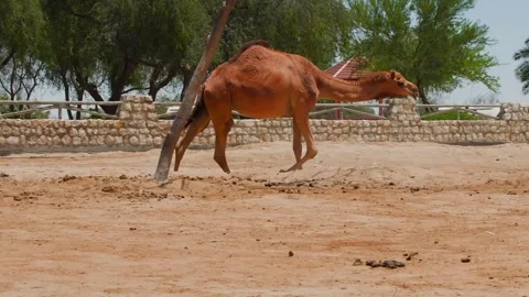 Camels playing, kicking, fighting in desert enclosure pen Stock Footage 345701246