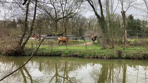 Camels, ponies, and sheep in an open-air enclosure with a small stream Stock Footage 332431154