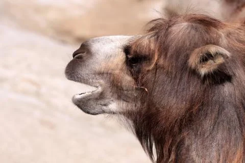 Camel's portrait Foto stock
