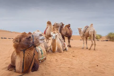 Camels posing in the desert, Inner-Mongolia, China. Stock Photos