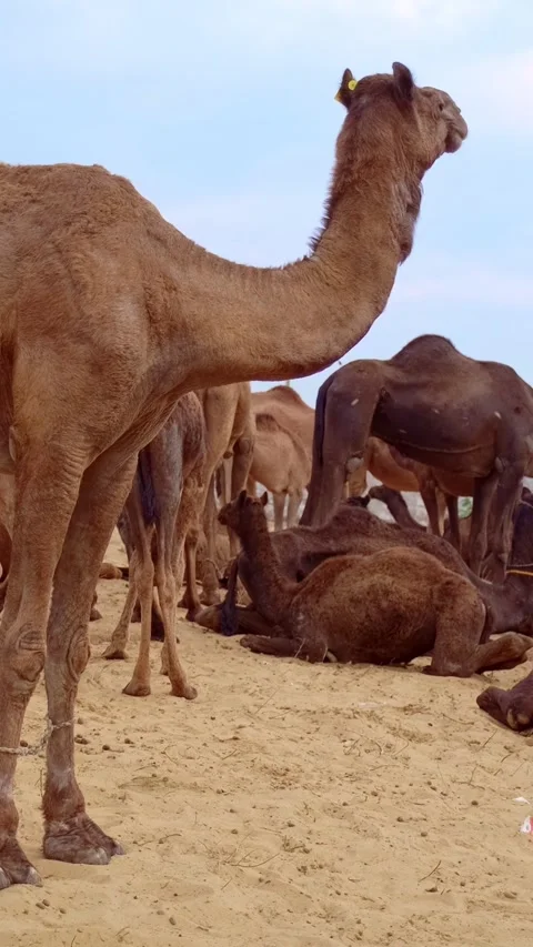 Camels at Pushkar mela camel fair festival in field eating chewing. Pushkar, Stock Footage 342414562