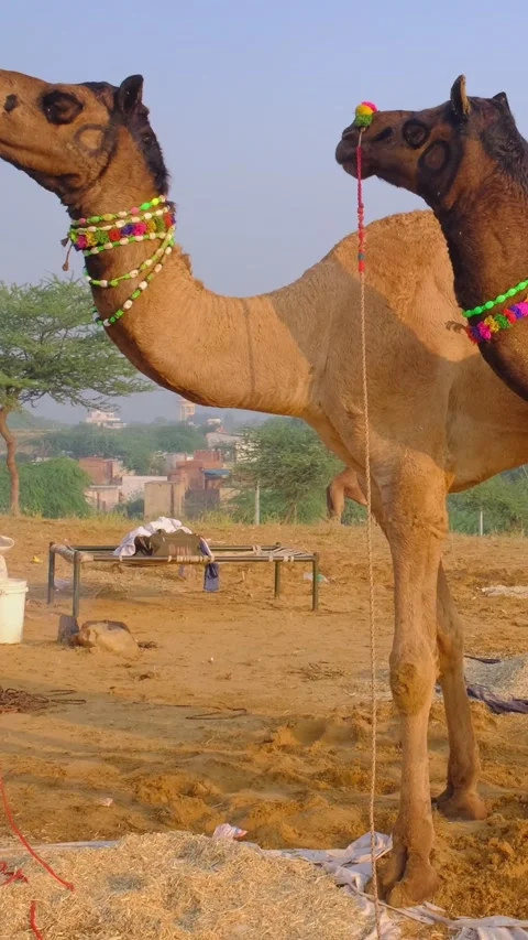 Camels at Pushkar mela camel fair festival in field at sunrise. Pushkar, Stock Footage 342414577