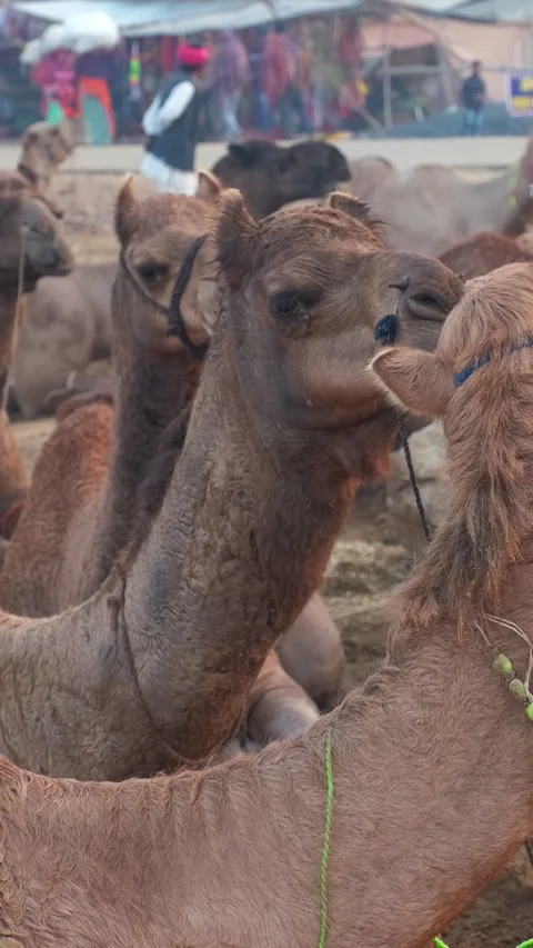 Camels at Pushkar mela camel fair festival at sunrise. Pushkar, Rajasthan, India Stock Footage 342414823