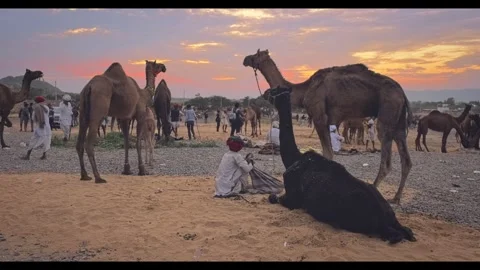 Camels at Pushkar mela camel fair festival in field eating chewing at sunrise. Stock Footage 346149539