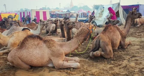 Camels at Pushkar mela camel fair festival in field eating chewing. Pushkar, Stock Footage 346149554