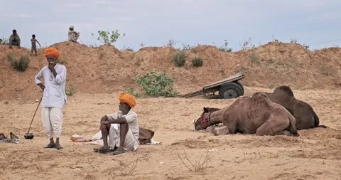 Camels at Pushkar mela camel fair festival in field eating chewing. Pushkar, Stock Footage 346189605