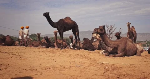 Camels at Pushkar mela camel fair festival in field eating chewing. Pushkar, Stock Footage 346189612
