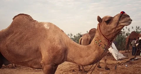 Camels at Pushkar mela camel fair festival in field eating chewing. Pushkar, Stock Footage 346189789