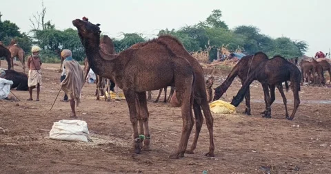 Camels at Pushkar mela camel fair in field. Stock Footage 346189989