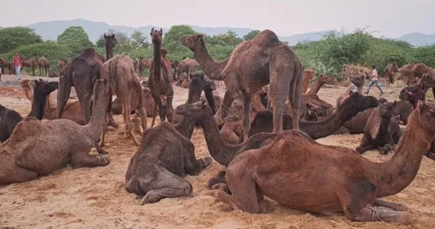 Camels at Pushkar mela camel fair in field. Stock Footage 346189991
